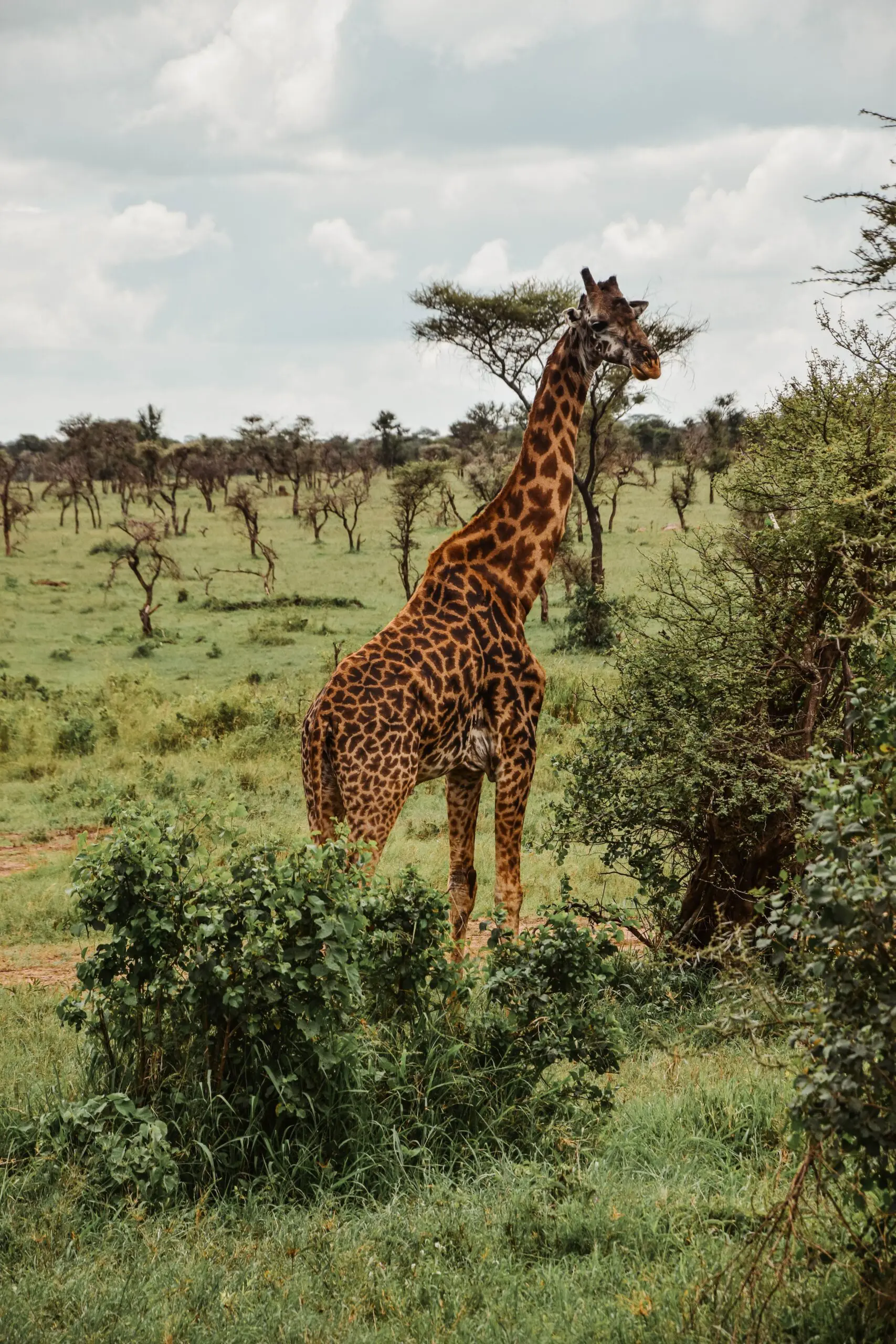 Tarangire