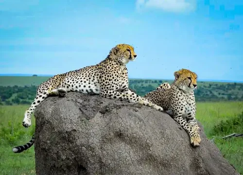 4-Day Wildlife Safari and Cultural Immersion
