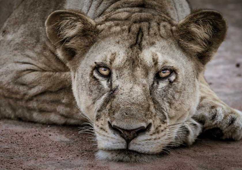 3 Days & 2 Nights Private Safari