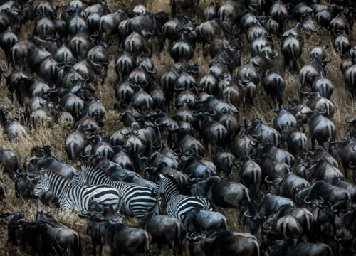 7 Days Tanzania Camping Safari