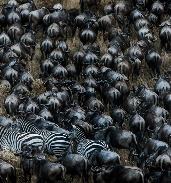 7 Days Tanzania Camping Safari