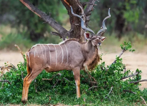 2 Days & 1 Night From Zanzibar to Mikumi National Park.