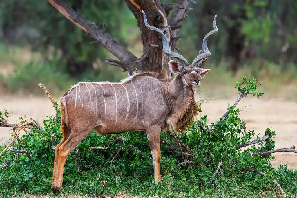 2 Days & 1 Night From Zanzibar to Mikumi National Park.