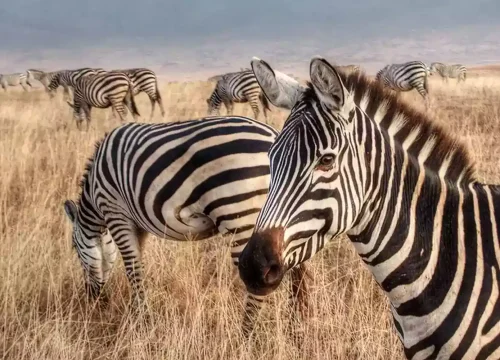 9 Days  Unforgettable Tanzania Safaris