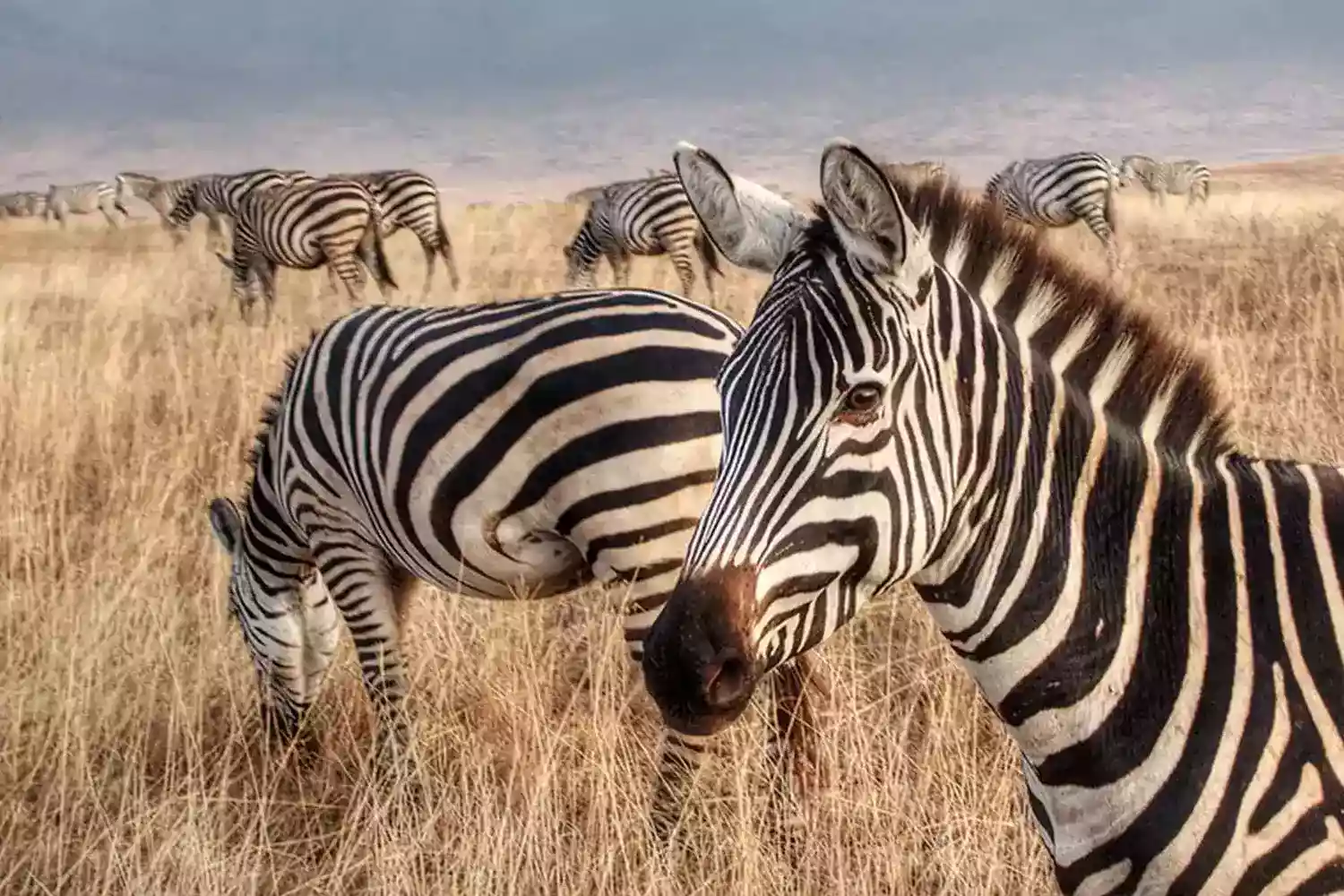 9 Days  Unforgettable Tanzania Safaris