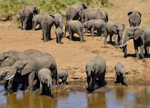 Day Trip Tarangire National Park