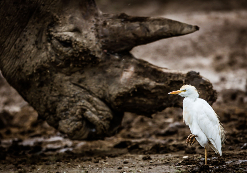 2 Days & 1 Night Private Safari