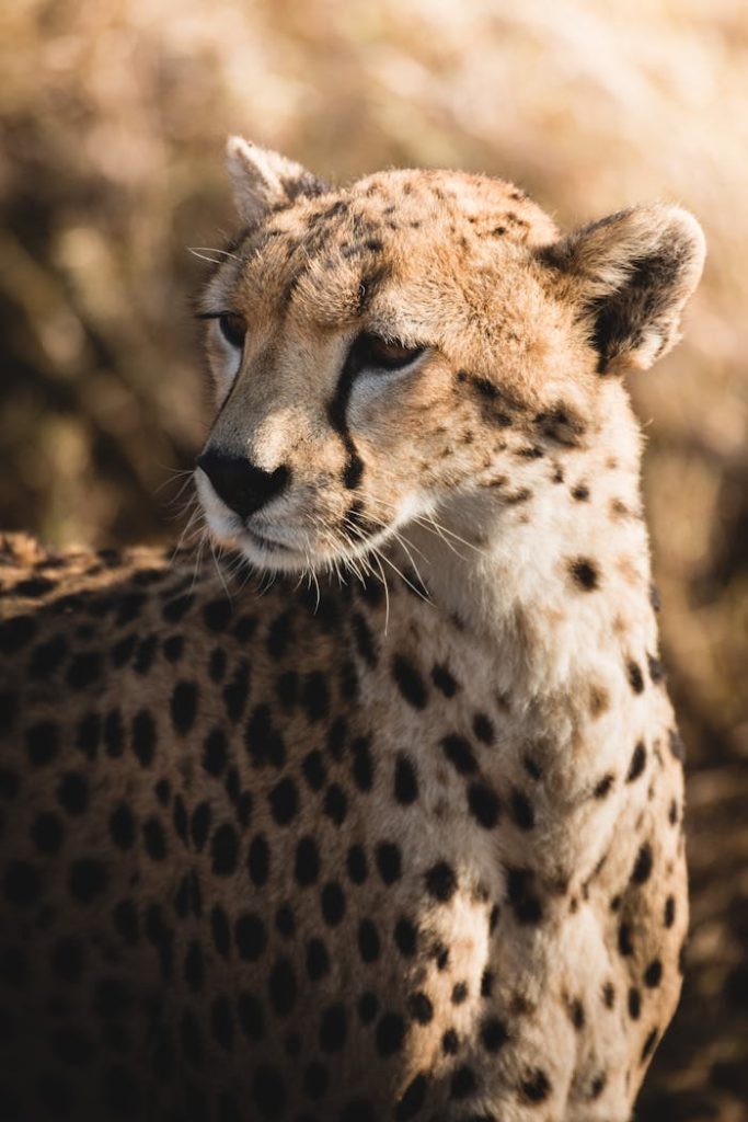 cheetah-in-serengeti-africa-10399172 Close-up portrait of a cheetah in Tanzanias wild, captured in natural lighting.