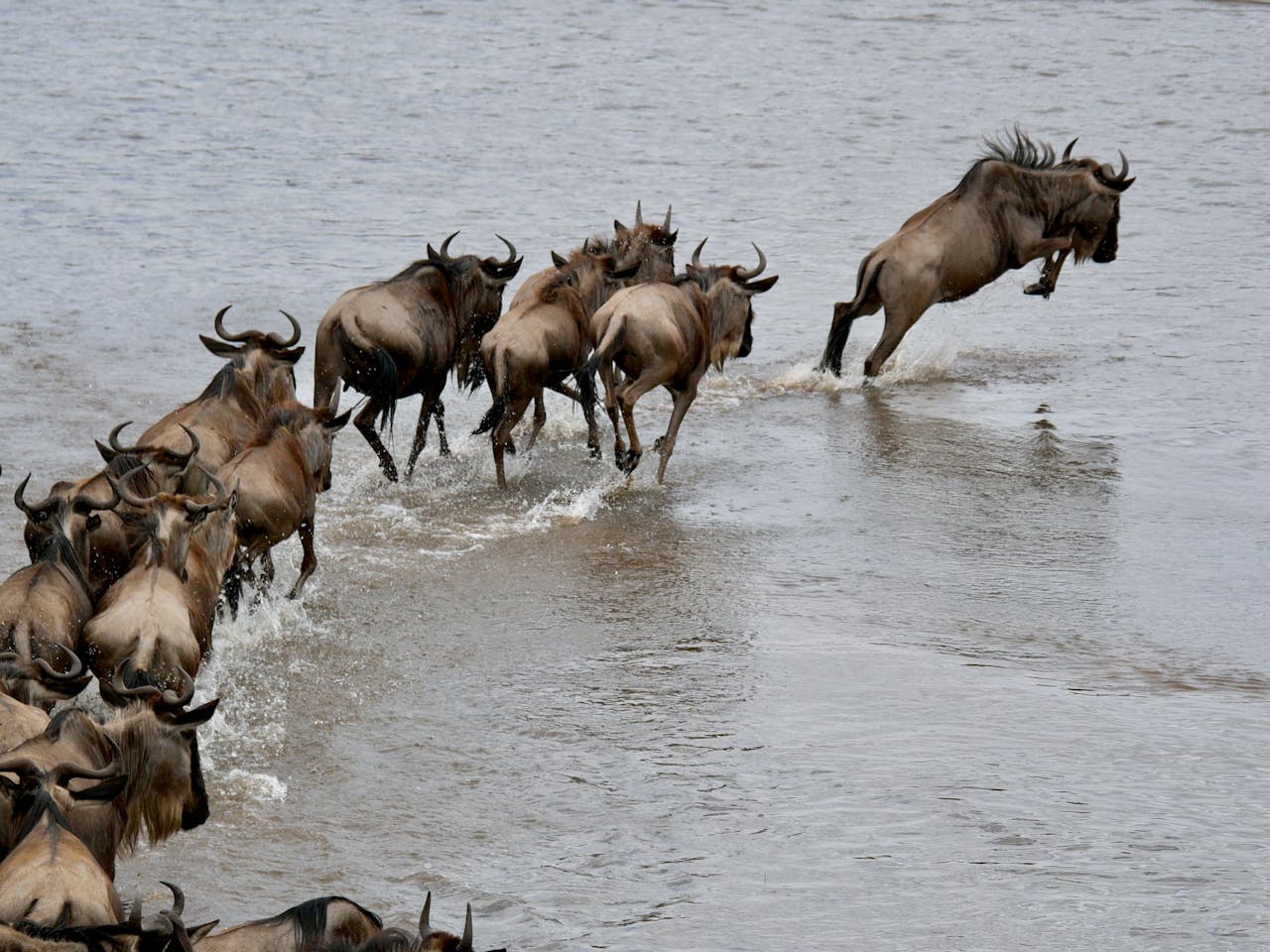 A dramatic scene of wildebeest crossing a river during migration in the Serengeti.