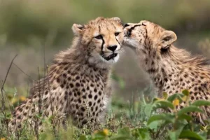 5 Day Northern Tanzania Classic Safari Nature, Wildlife & Adventure