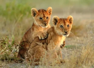 Africa