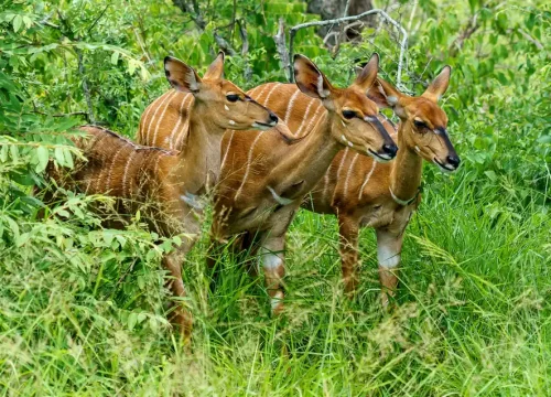 4-Day Tanzania Wildlife & Cultural Safari