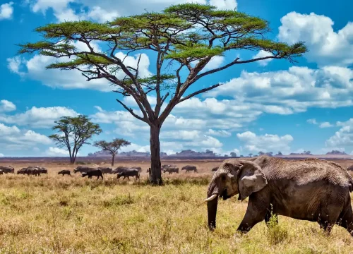 4-Day Big Five Wildlife & Cultural Experience Safari