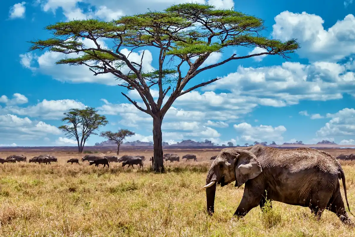 Impressive Tanzania
