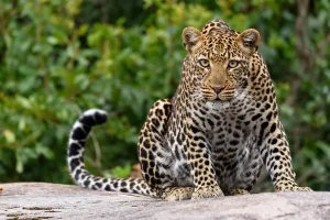 4-Day Ngorongoro-Serengeti Hadzabe & Datoga Experience