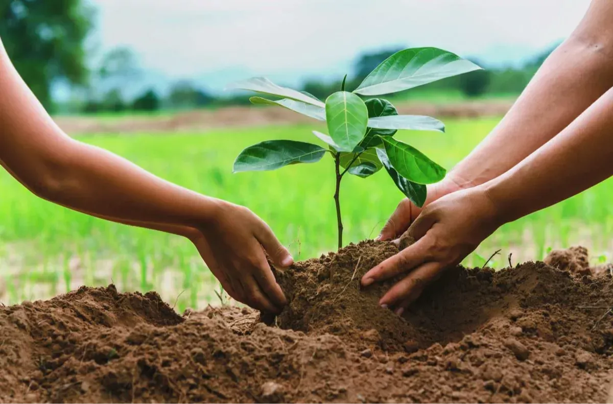 Tree Planting & Reforestation (Full Day)