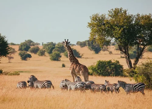 8-Day Northern Circuit Safari & Cultural Tour