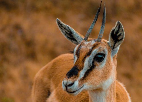 8 Days The Best of Tanzania Wildlife and Cultural Safari