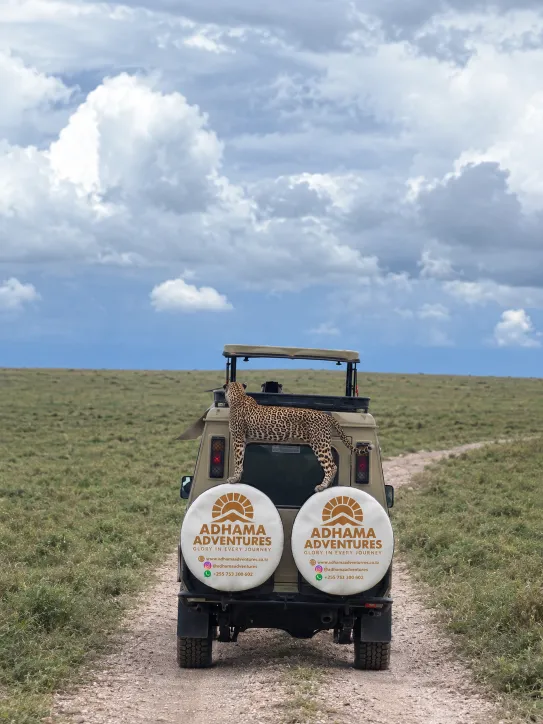 Safari