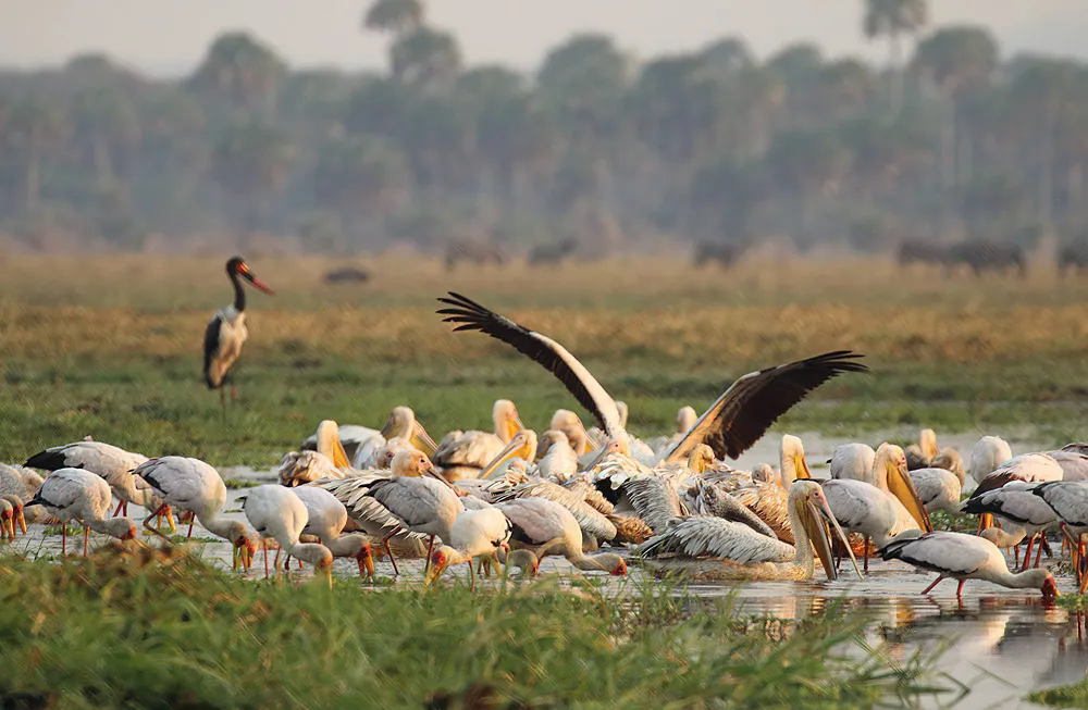 Wild African landscape suited to a remote Tanzania safari