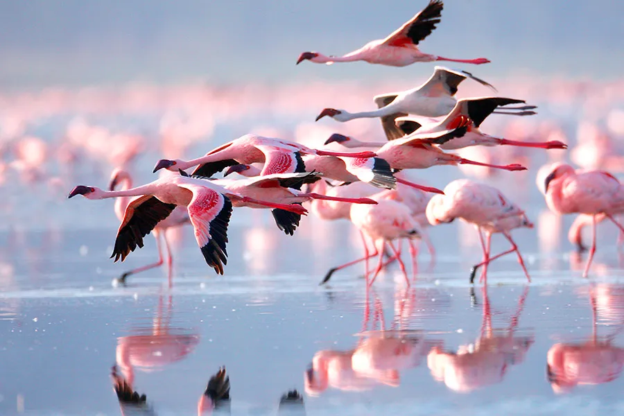 Open rift valley landscape and wildlife in East Africa