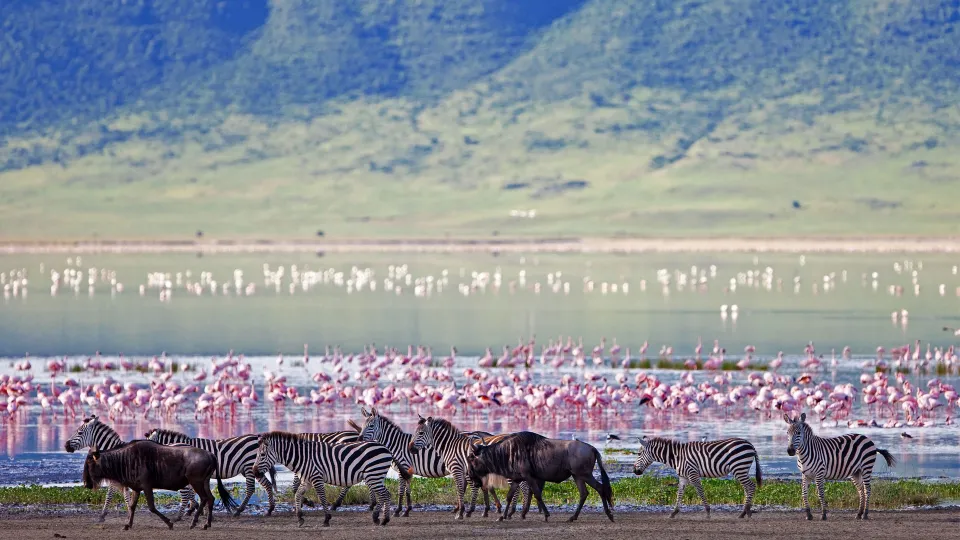 Wildlife on open grassland in Tanzania