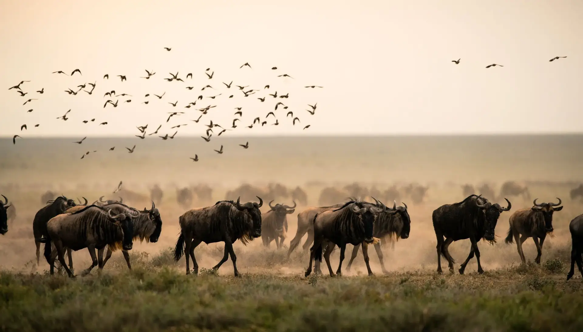 adhama-adventures-migration-safari